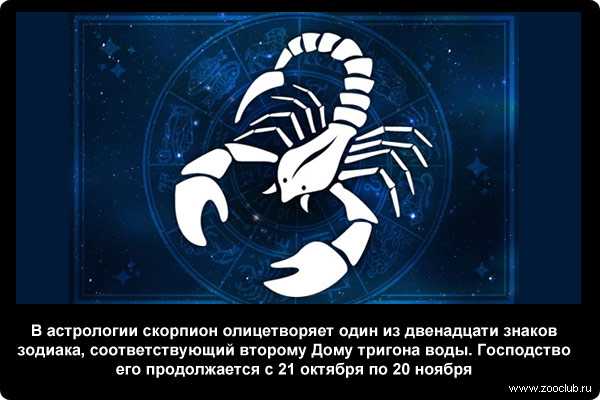 Все о скорпионе: интересные факты и особенности знака зодиака :: инфониак