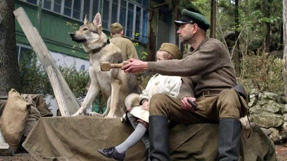 Овчарка джульбарс - собака-герой войны